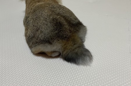 f:id:usa-kounosuke:20210830104640j:image