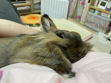 f:id:usa-kounosuke:20210921123008j:image