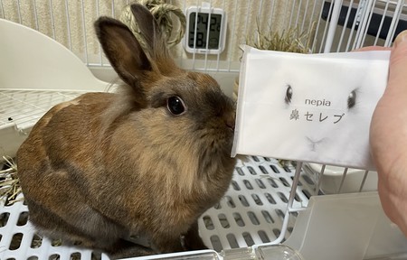 f:id:usa-kounosuke:20211022121750j:image