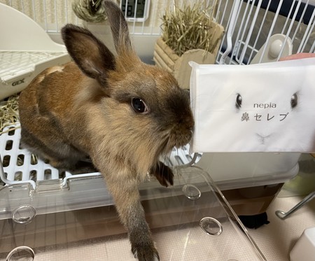 f:id:usa-kounosuke:20211022121801j:image