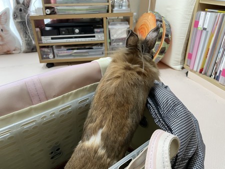 f:id:usa-kounosuke:20211124092431j:image