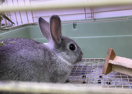 f:id:usa-kounosuke:20211210124403j:image