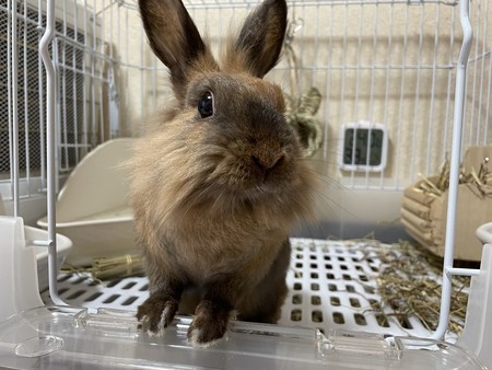 f:id:usa-kounosuke:20211210124804j:image