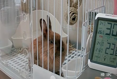 f:id:usa-kounosuke:20211220110732j:image