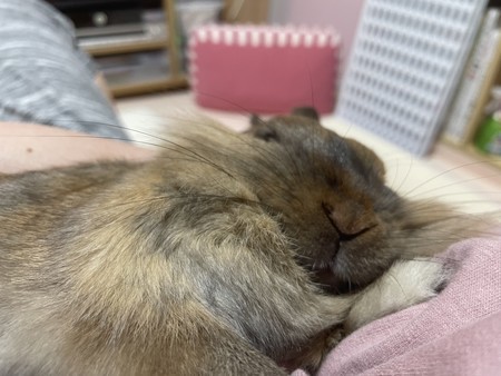 f:id:usa-kounosuke:20211221115421j:image