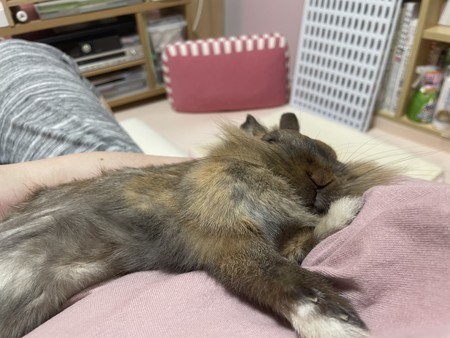 f:id:usa-kounosuke:20211221115509j:image