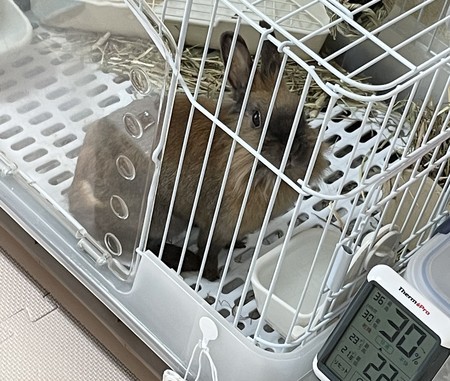 f:id:usa-kounosuke:20220111130000j:image