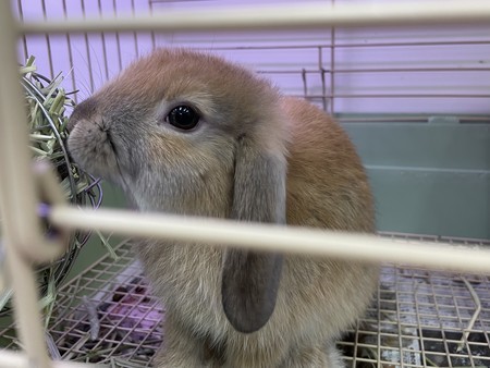 f:id:usa-kounosuke:20220125115358j:image