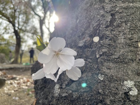 f:id:usa-kounosuke:20220404092552j:image