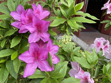 f:id:usa-kounosuke:20220414092620j:image