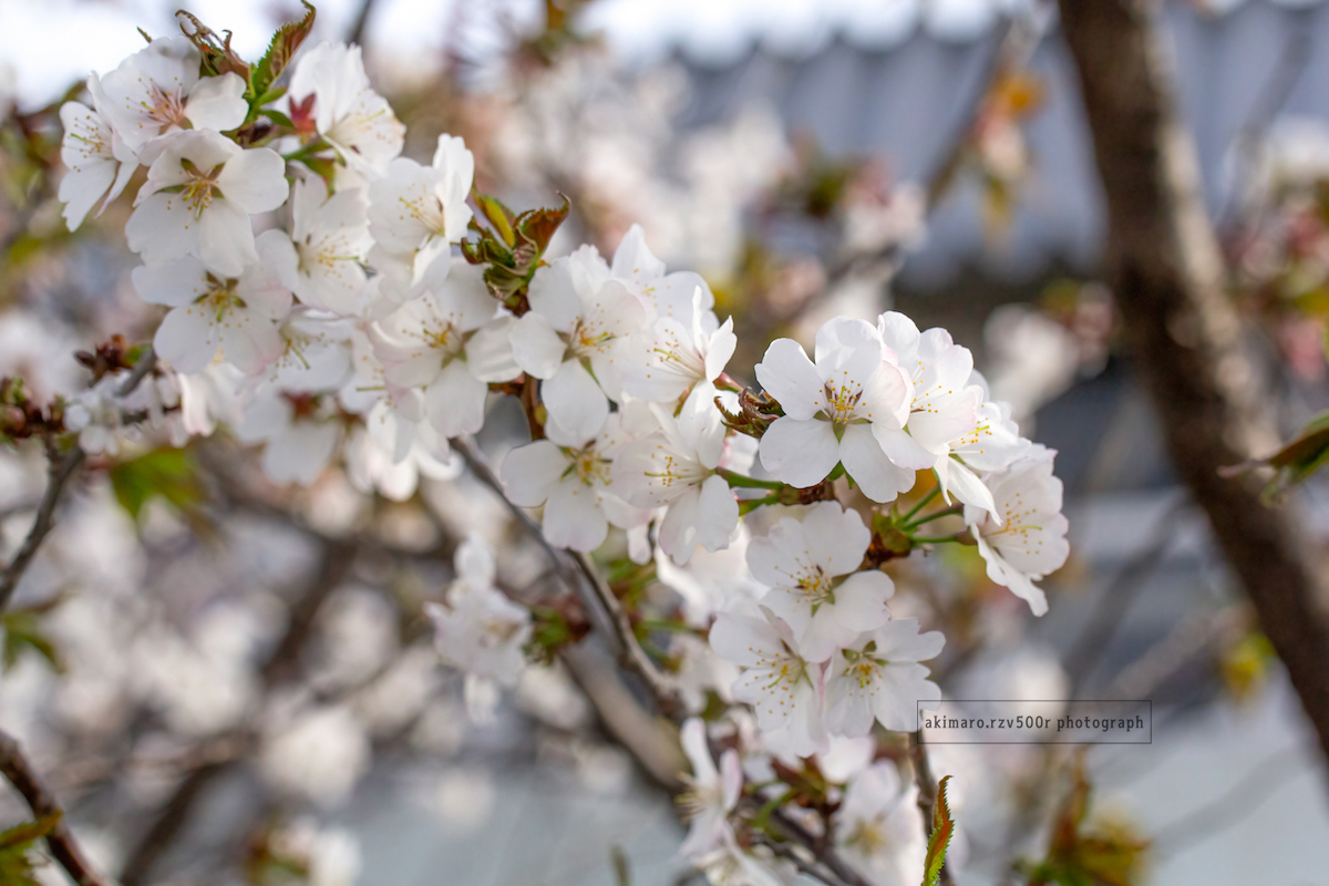 寒地土木研究所の千島桜① - うさぎは乗っていません2