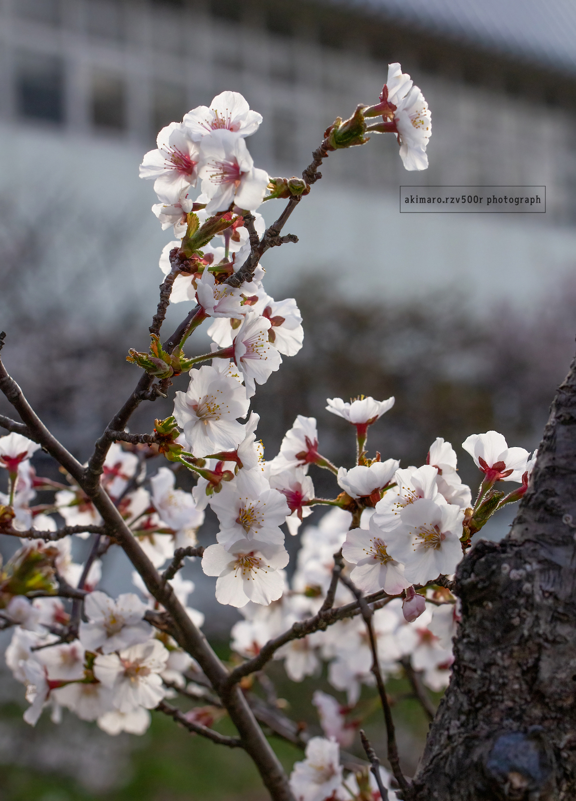 寒地土木研究所の千島桜① - うさぎは乗っていません2