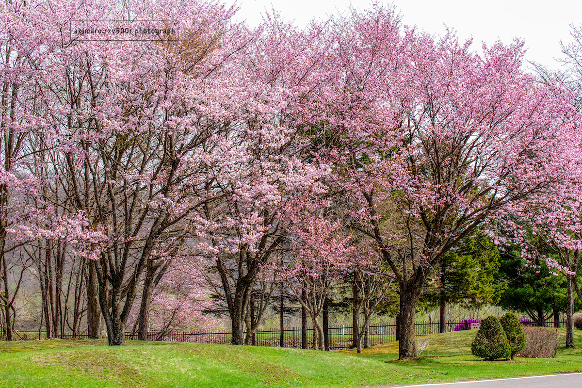 通りすがりの桜、新得町 - うさぎは乗っていません2
