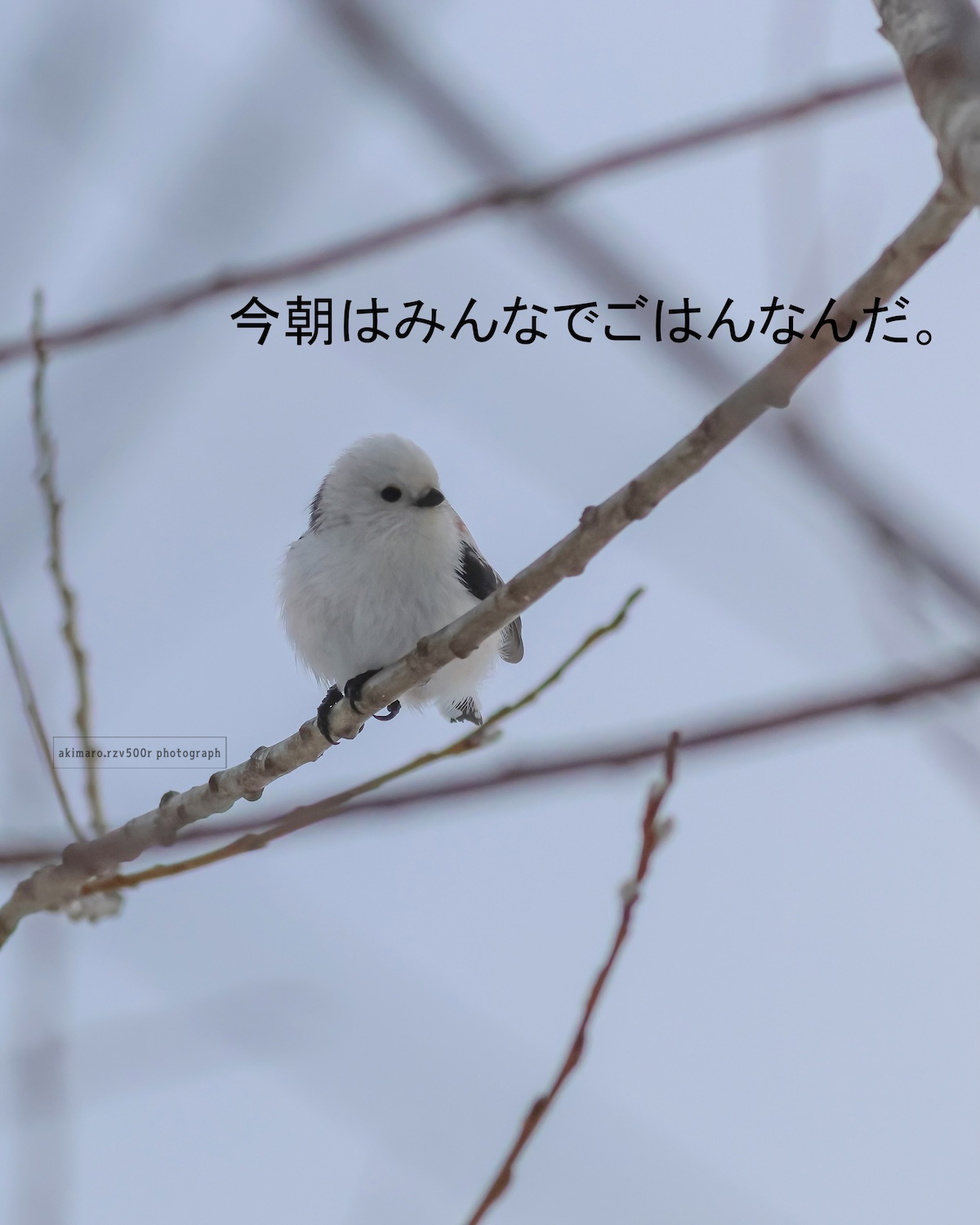 シマエナガ様 制作費ページ （シマエナガ様 制作費ページ （原画
