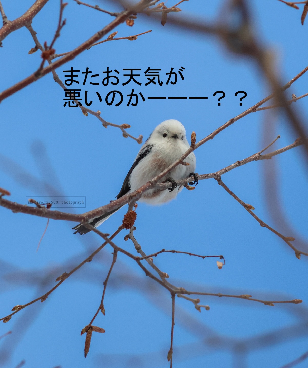 - shi-ページ うさぎさん シマエナガさん - しまえながさんとメンヘラうさぎ。 * * #空 #青 #オリジナル