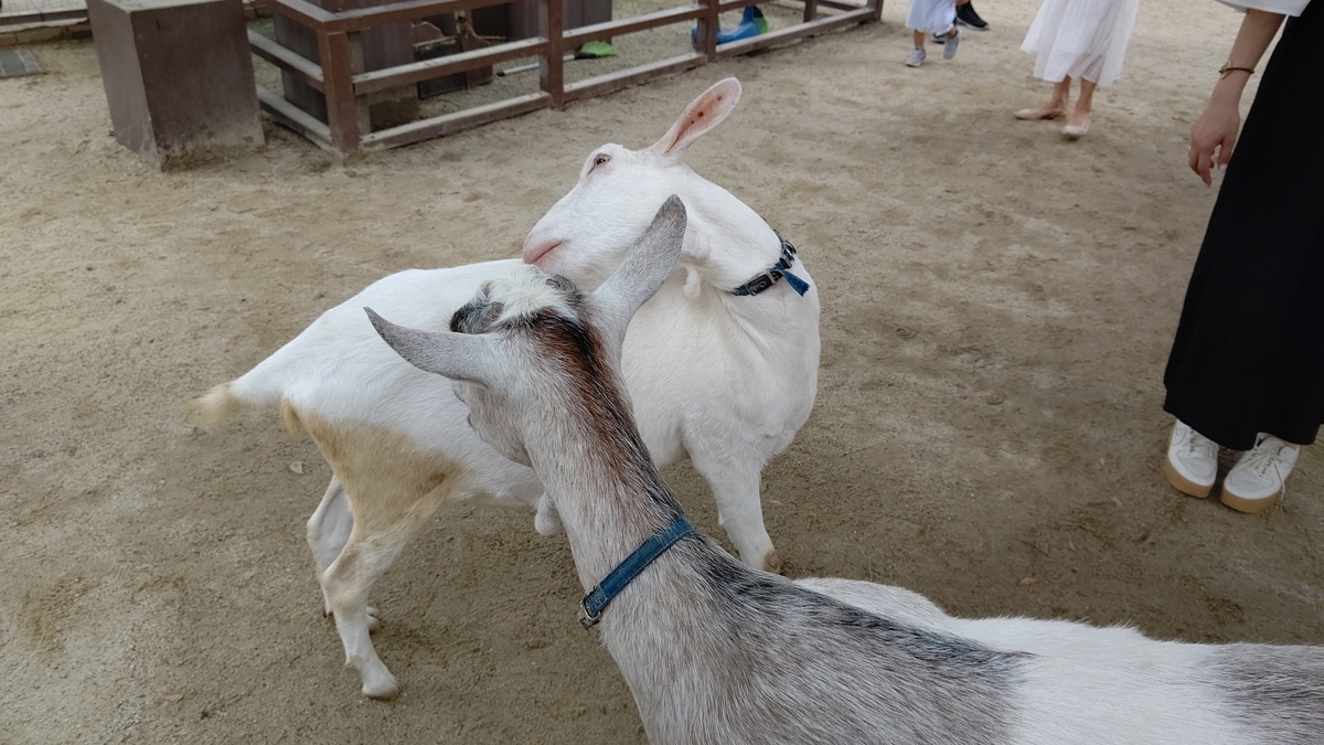 f:id:usa-tabi:20190903055437j:plain f:id:usa-tabi:20190903055437j:plain