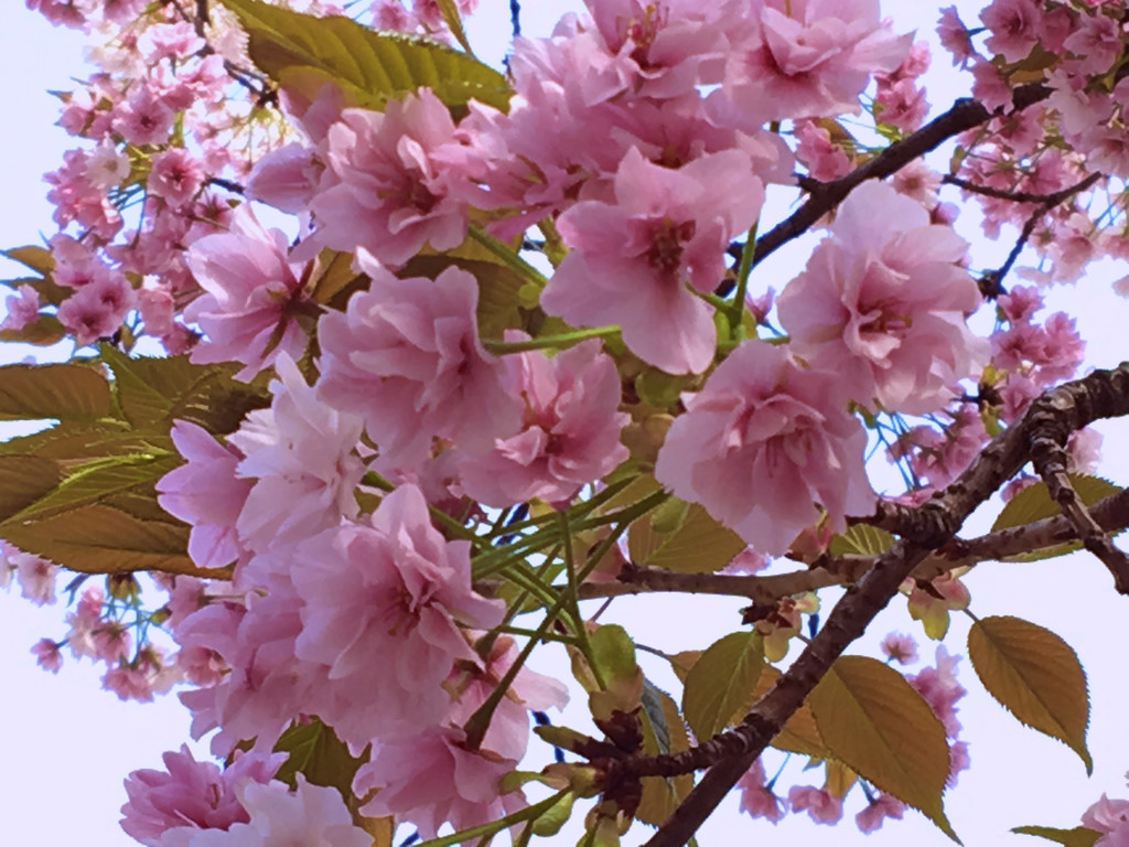 f:id:usa02:20190211103149j:plain:w250 f:id:usa02:20190211103149j:plain:w250