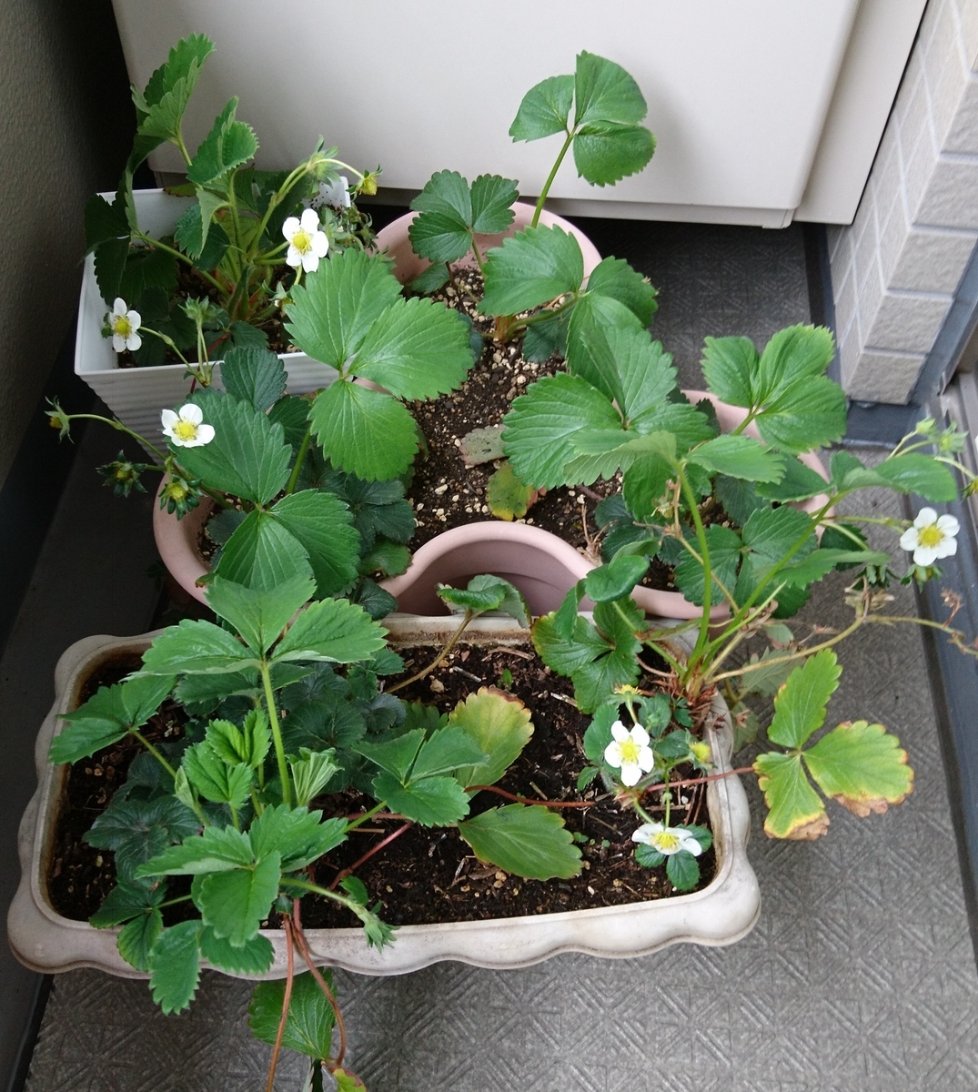 f:id:usa87mama:20200330155342j:plain f:id:usa87mama:20200330155342j:plain