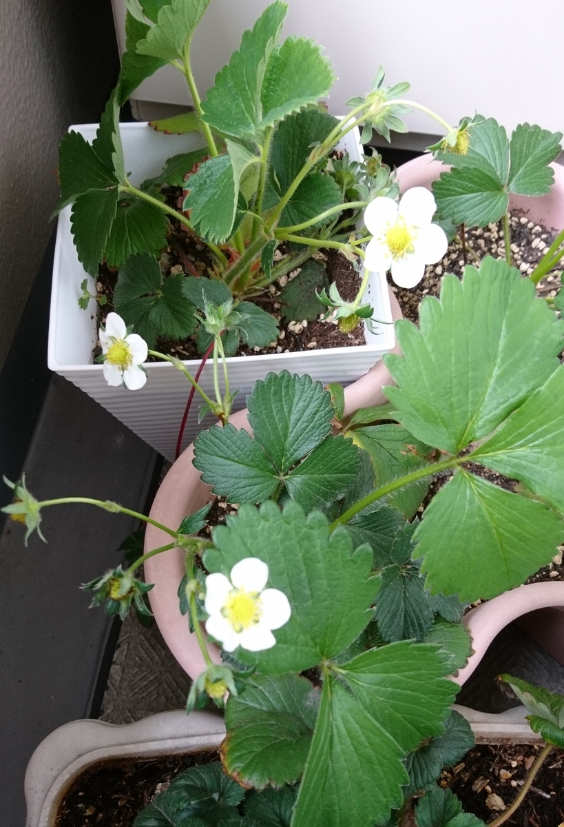 f:id:usa87mama:20200330155359j:plain f:id:usa87mama:20200330155359j:plain