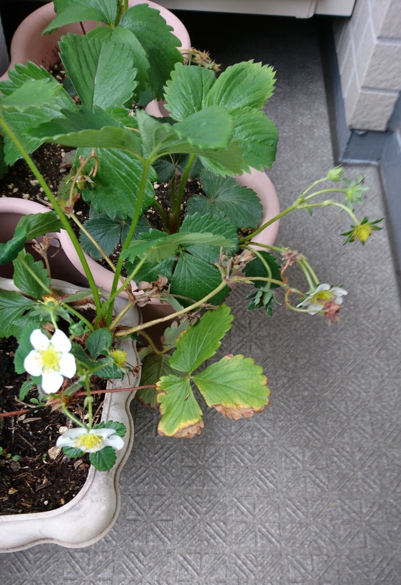 f:id:usa87mama:20200330155415j:plain f:id:usa87mama:20200330155415j:plain