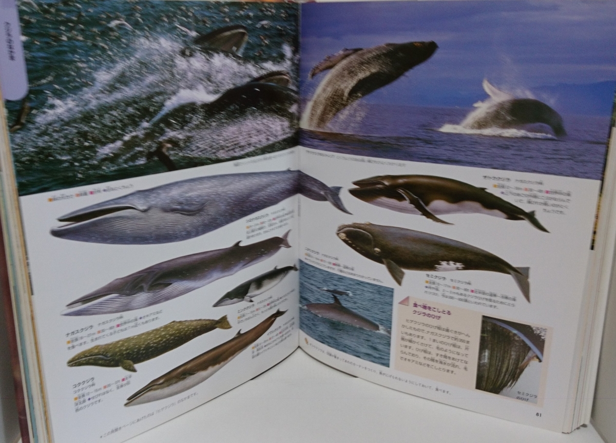 f:id:usa87mama:20200401141107j:plain