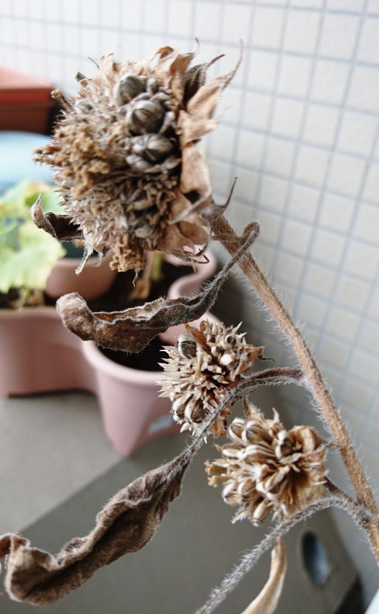 f:id:usa87mama:20200923122227j:plain