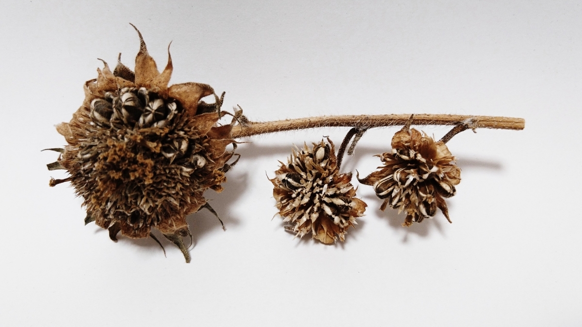 f:id:usa87mama:20200923122358j:plain