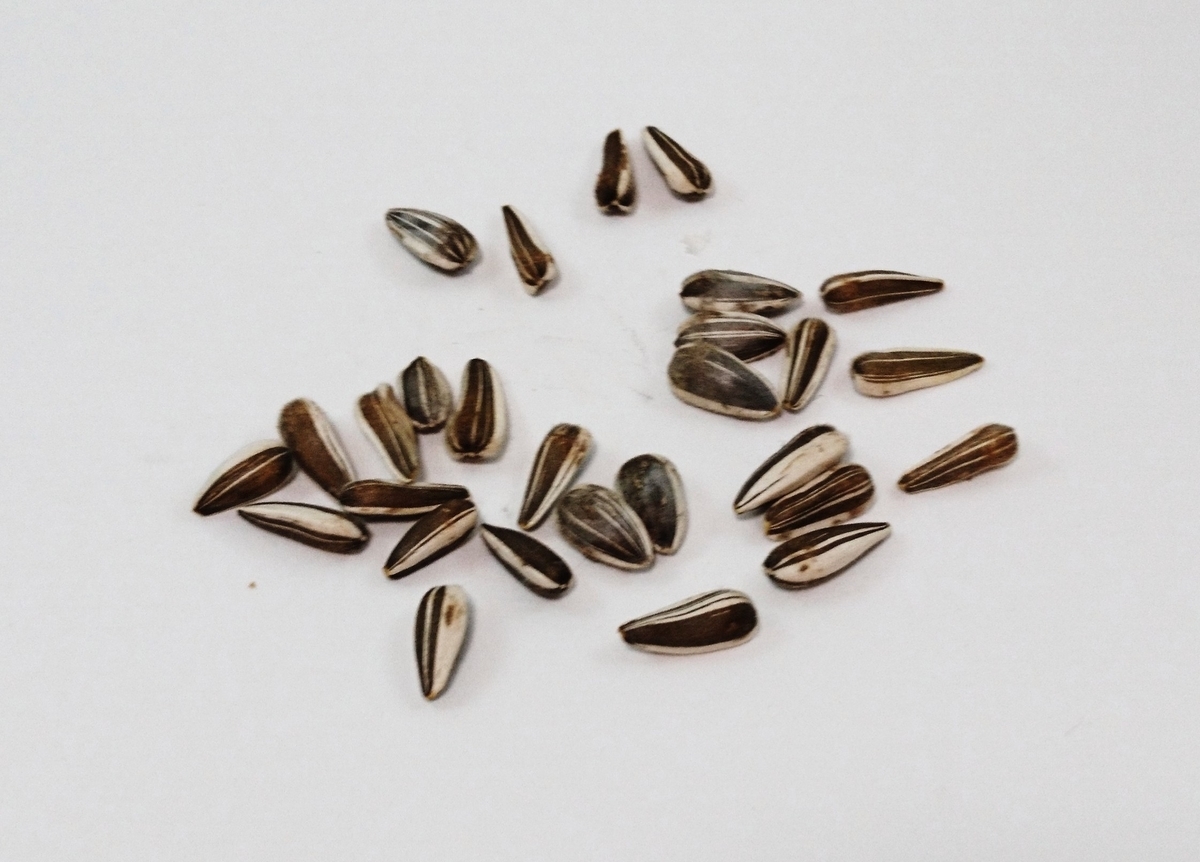 f:id:usa87mama:20200923122643j:plain