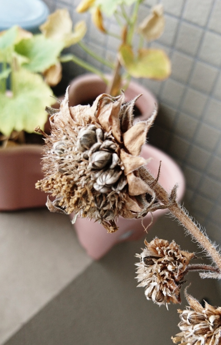 f:id:usa87mama:20200923122833j:plain