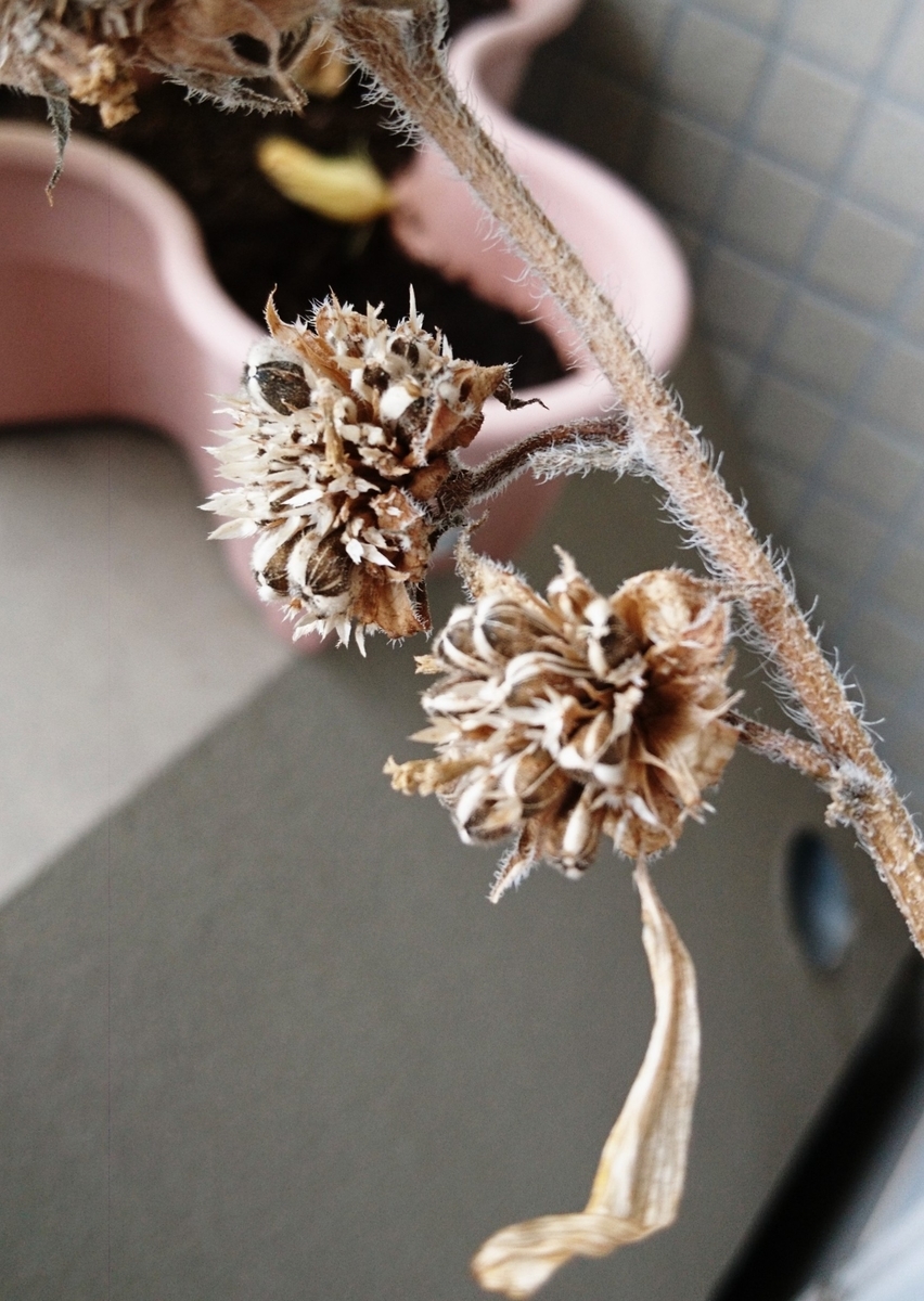 f:id:usa87mama:20200923122848j:plain