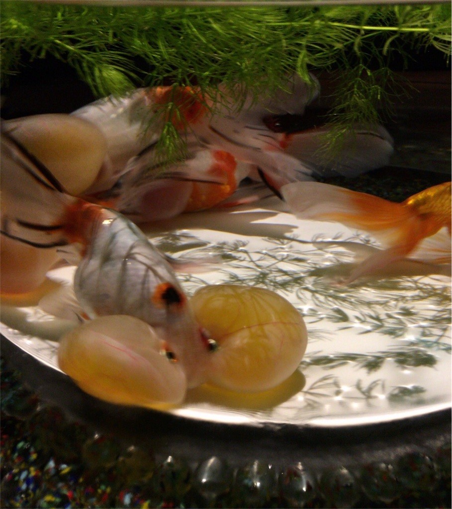 f:id:usabo:20160919104055j:image