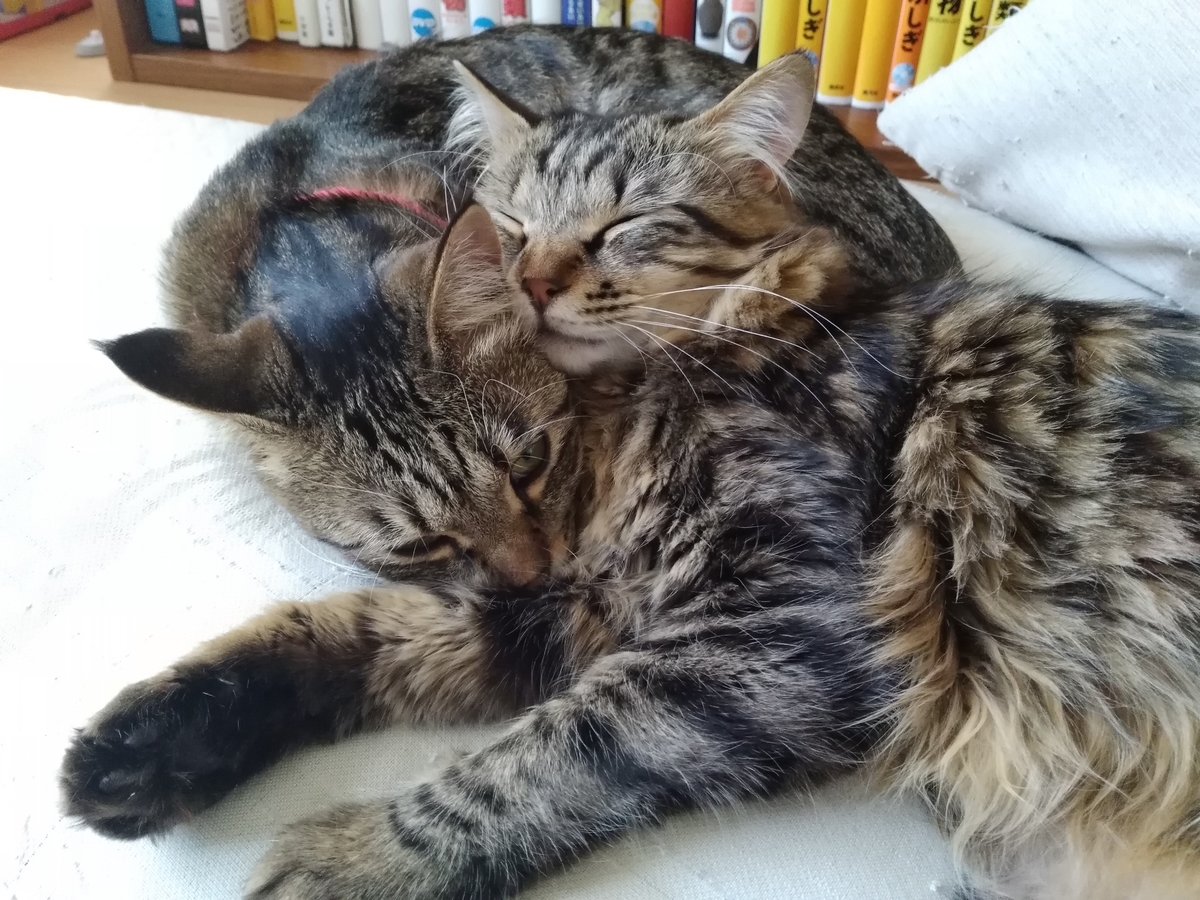 f:id:usacomam:20200429140517j:plain f:id:usacomam:20200429140517j:plain