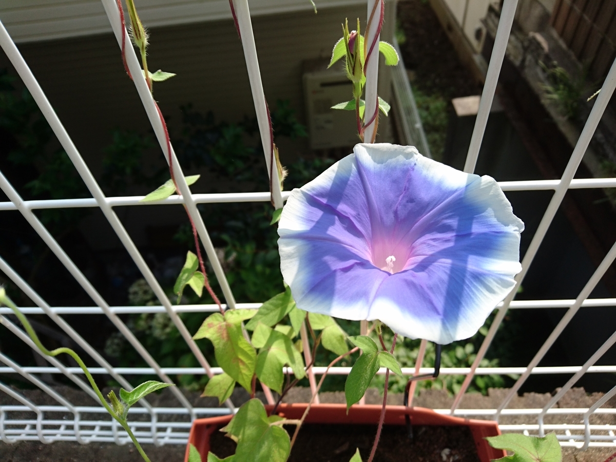 f:id:usagi-company-lab:20190730090031j:plain f:id:usagi-company-lab:20190730090031j:plain