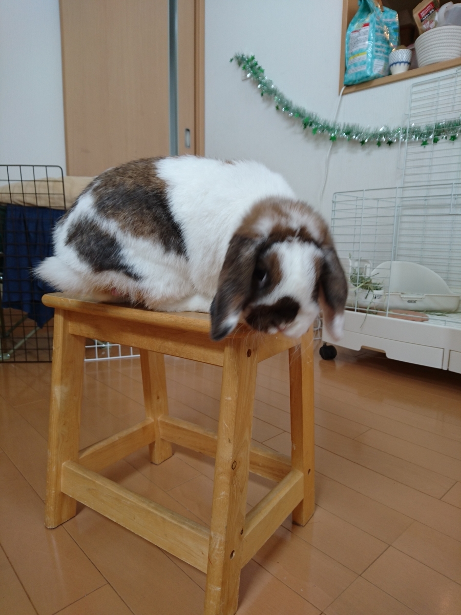 f:id:usagi-company-lab:20190730133314j:plain f:id:usagi-company-lab:20190730133314j:plain