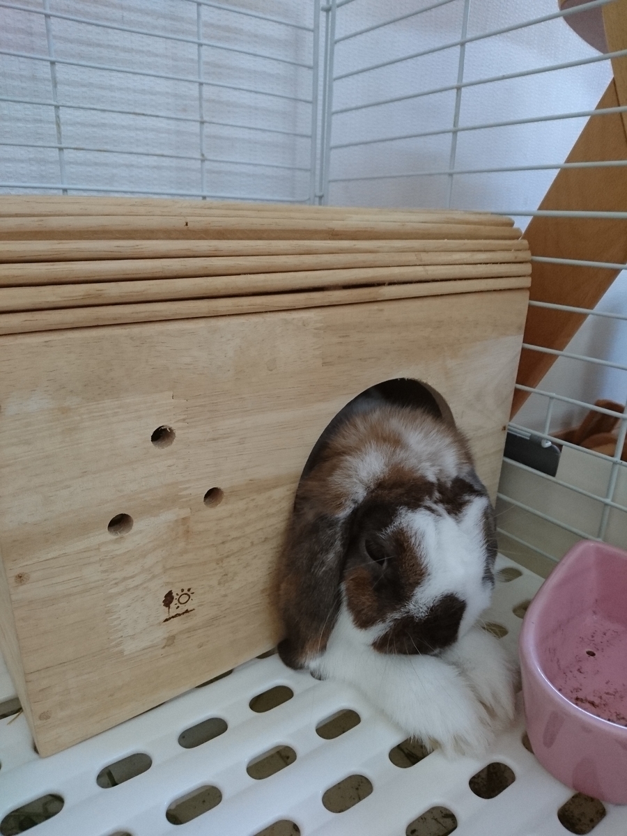 f:id:usagi-company-lab:20190817204949j:plain