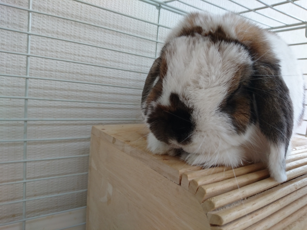 f:id:usagi-company-lab:20200412232310j:plain f:id:usagi-company-lab:20200412232310j:plain