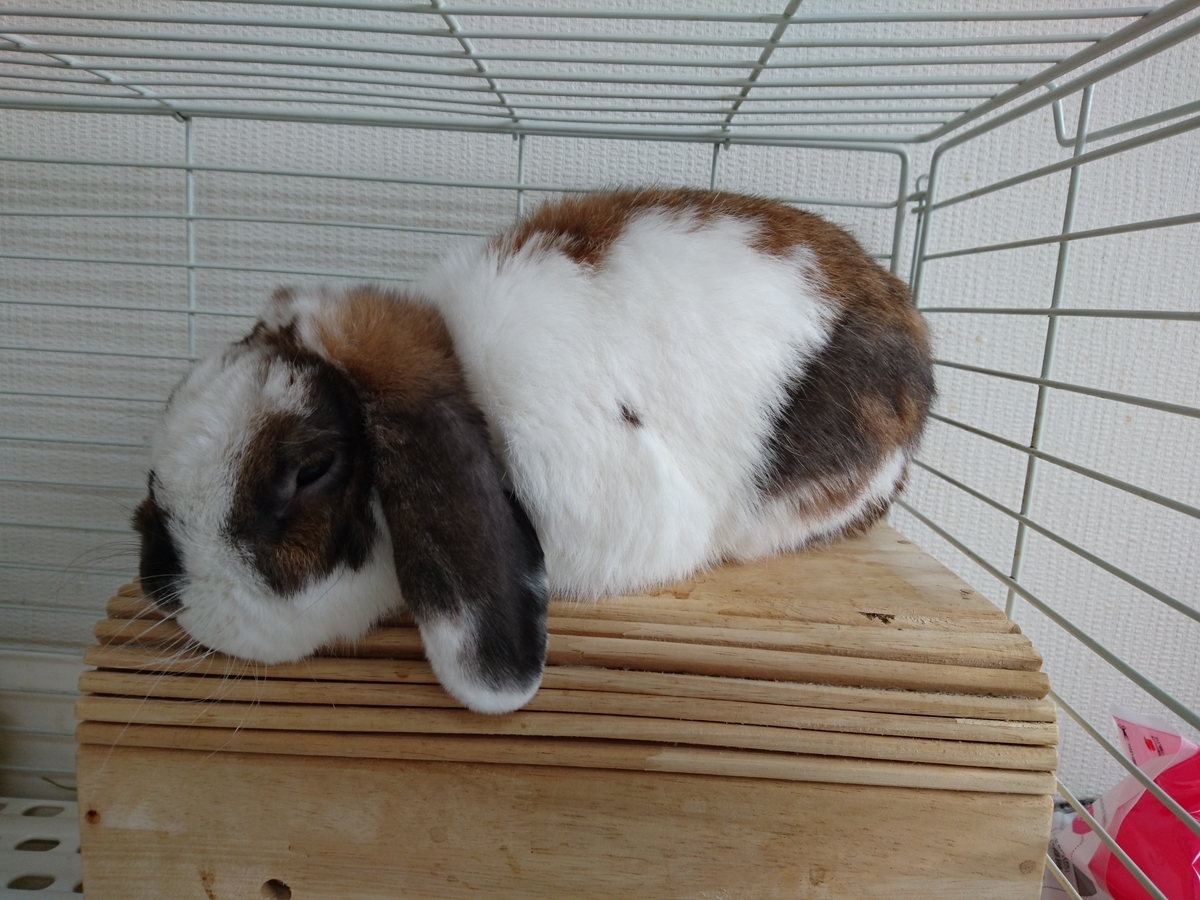 f:id:usagi-company-lab:20200413115836j:plain f:id:usagi-company-lab:20200413115836j:plain