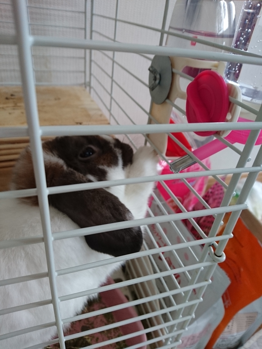 f:id:usagi-company-lab:20200413115901j:plain f:id:usagi-company-lab:20200413115901j:plain