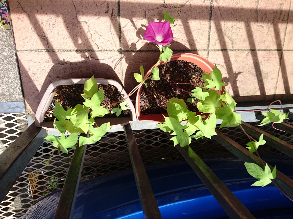 f:id:usagi-company-lab:20200722115849j:plain