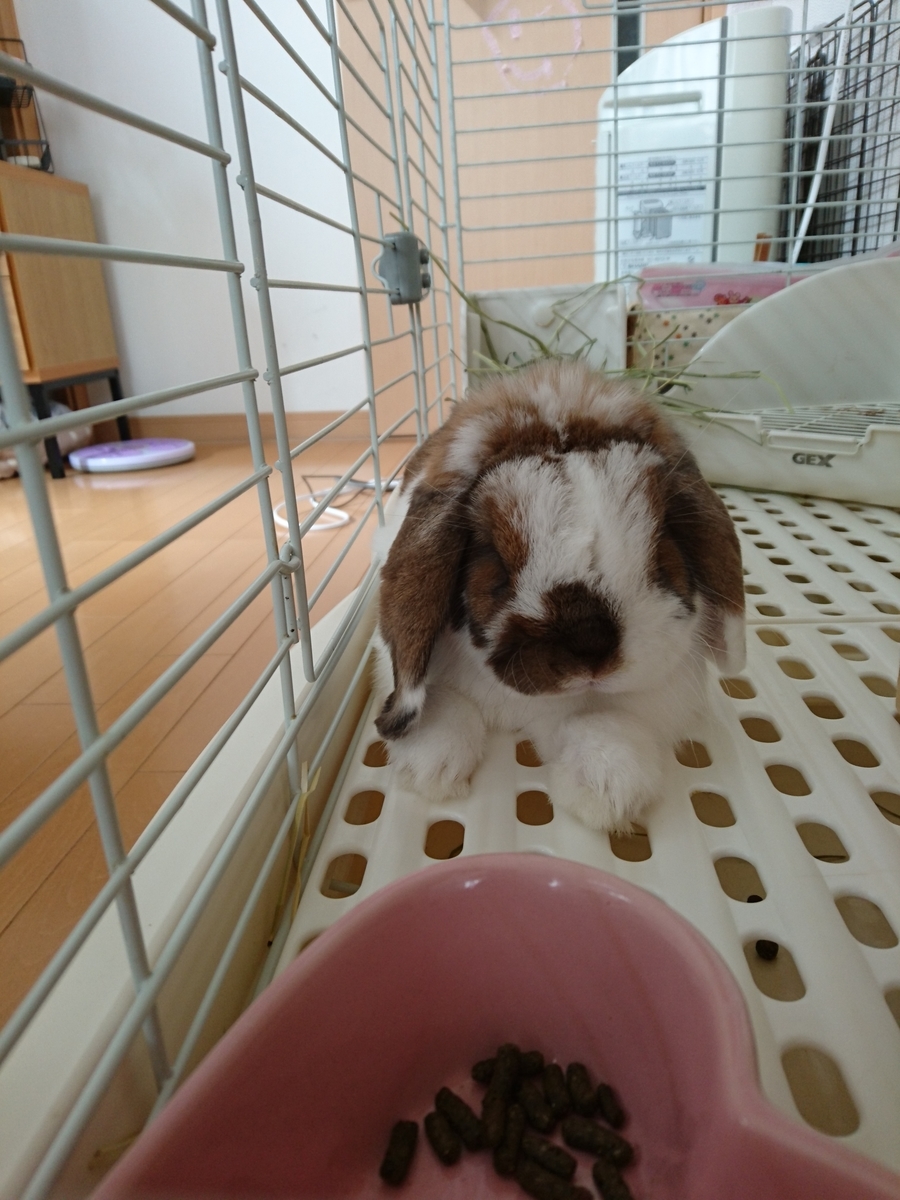 f:id:usagi-company-lab:20200903145400j:plain f:id:usagi-company-lab:20200903145400j:plain