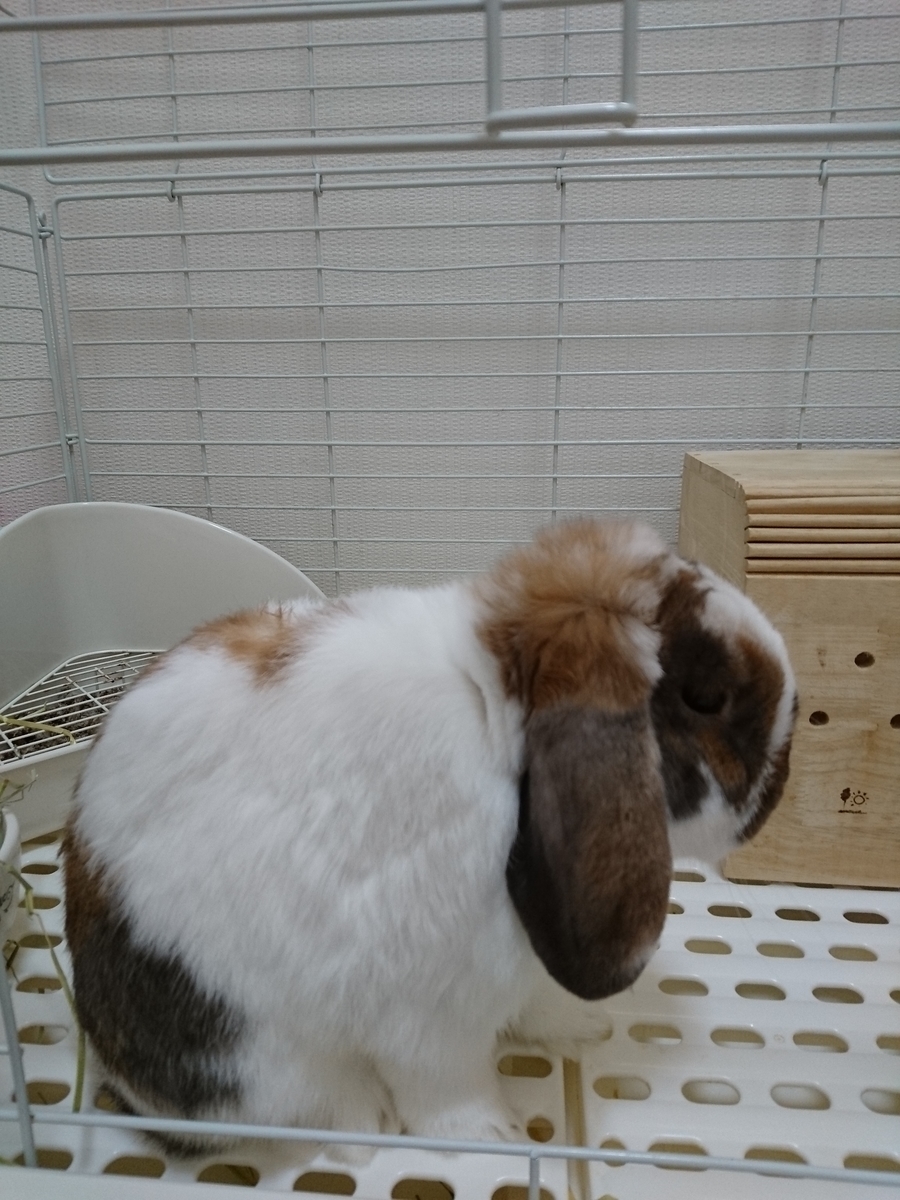 f:id:usagi-company-lab:20200903145536j:plain f:id:usagi-company-lab:20200903145536j:plain