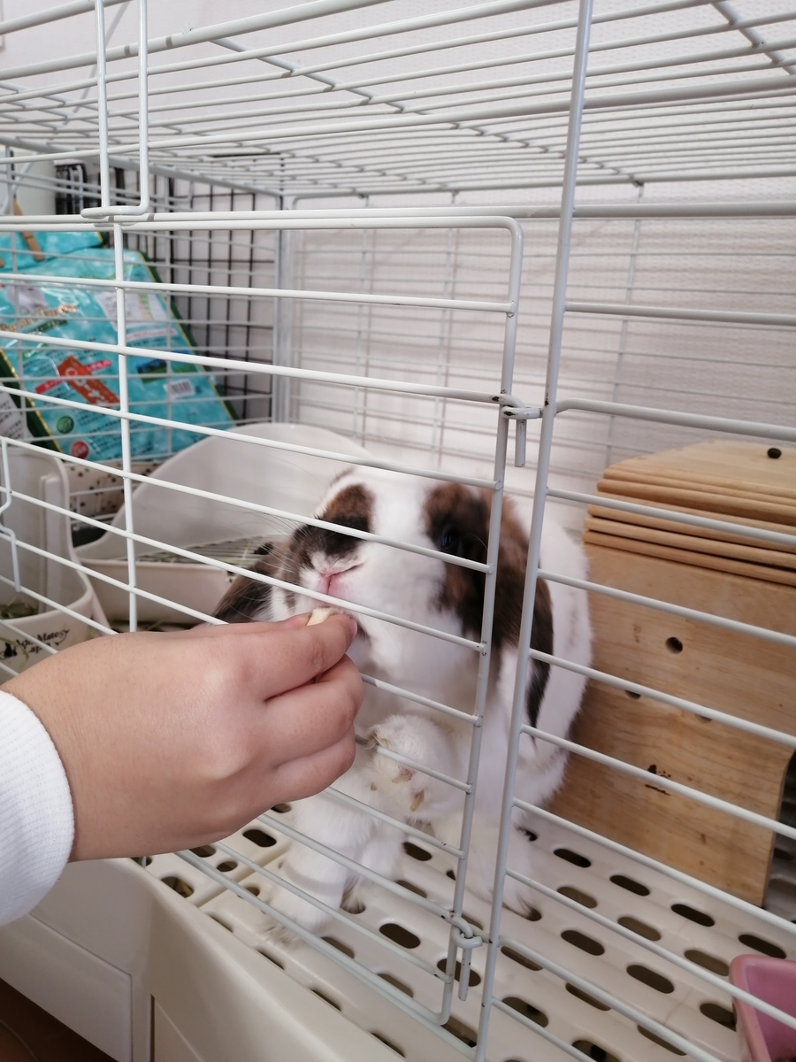 f:id:usagi-company-lab:20201208104917j:plain