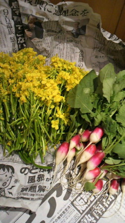 f:id:usagi-net:20110517105831j:image