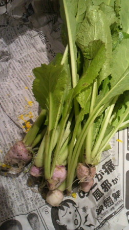 f:id:usagi-net:20110517110049j:image
