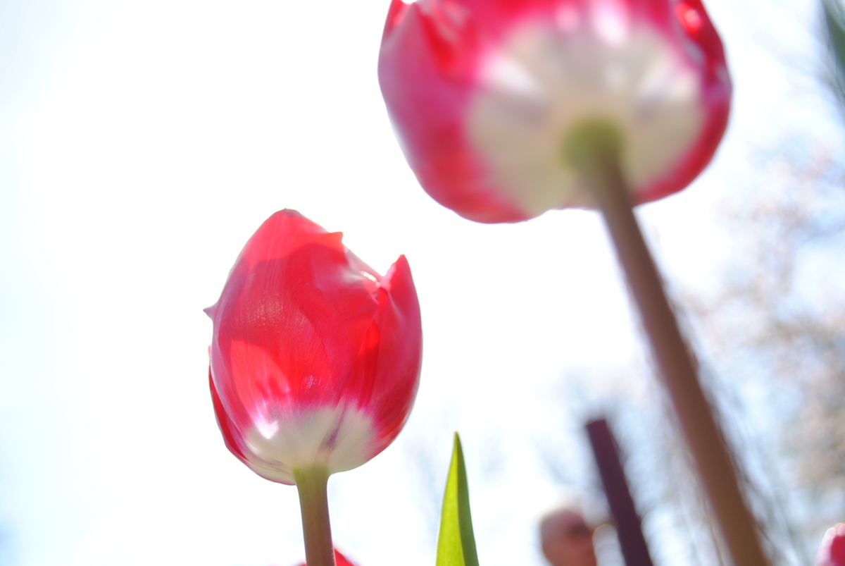 f:id:usagi06:20190517225709j:plain