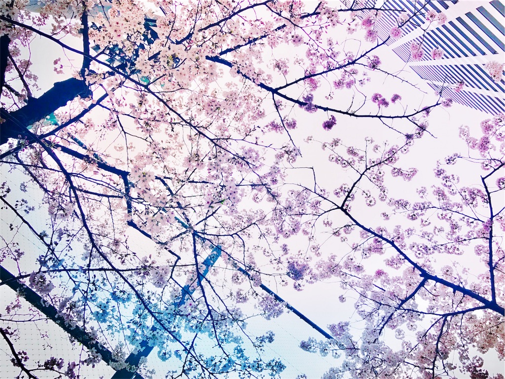 f:id:usagi_kanae:20170419110017j:image f:id:usagi_kanae:20170419110017j:image