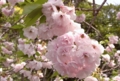 20100424100748