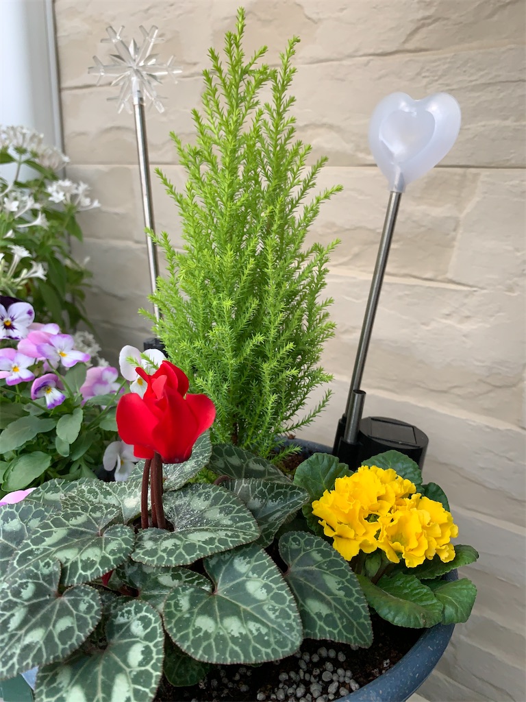 クリスマスっぽい寄せ植え モノづくり と ジブンさがし の備忘録