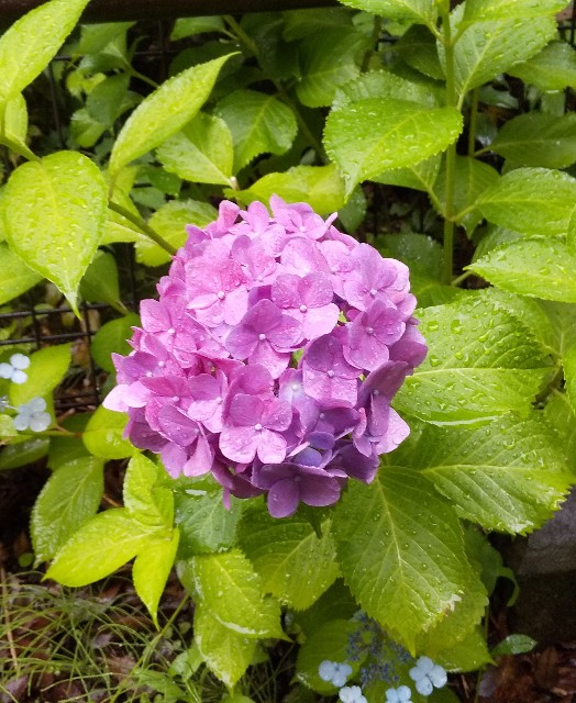 f:id:usagigogo:20200613133431j:image