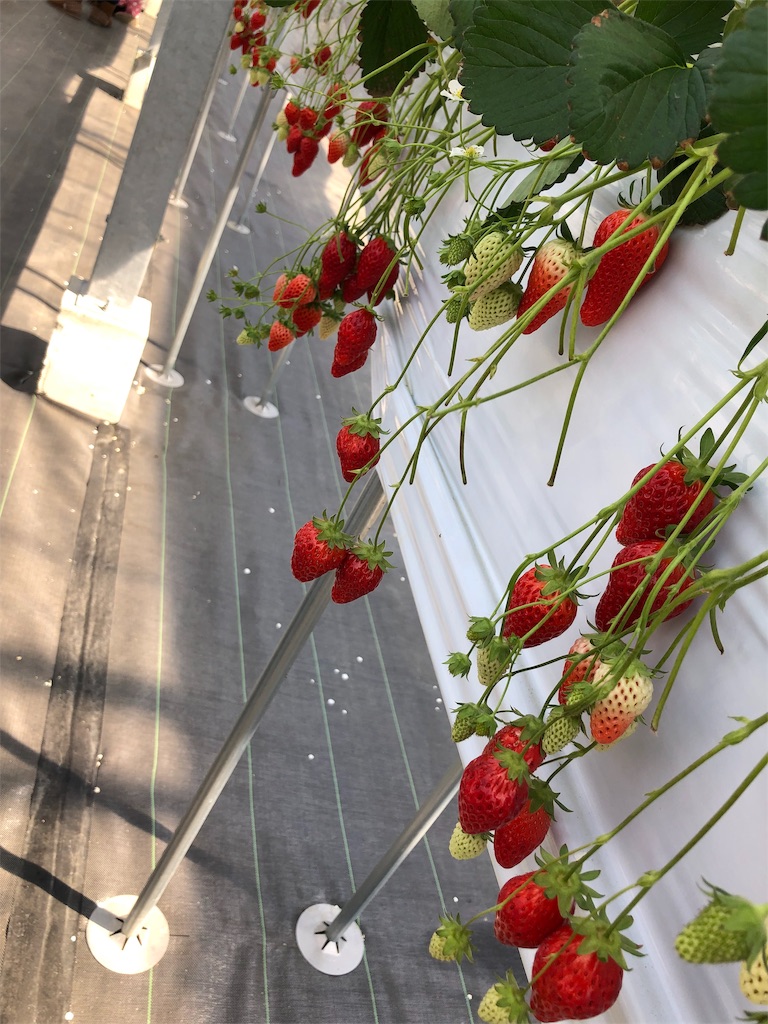 f:id:usagimama0309:20190310211606j:image
